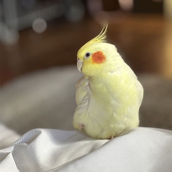 小動物