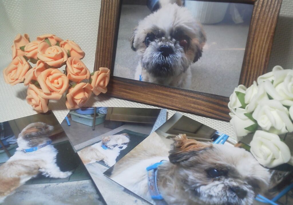 ペット火葬の服装は？服装マナーとNG例、当日の持ち物まで徹底解説