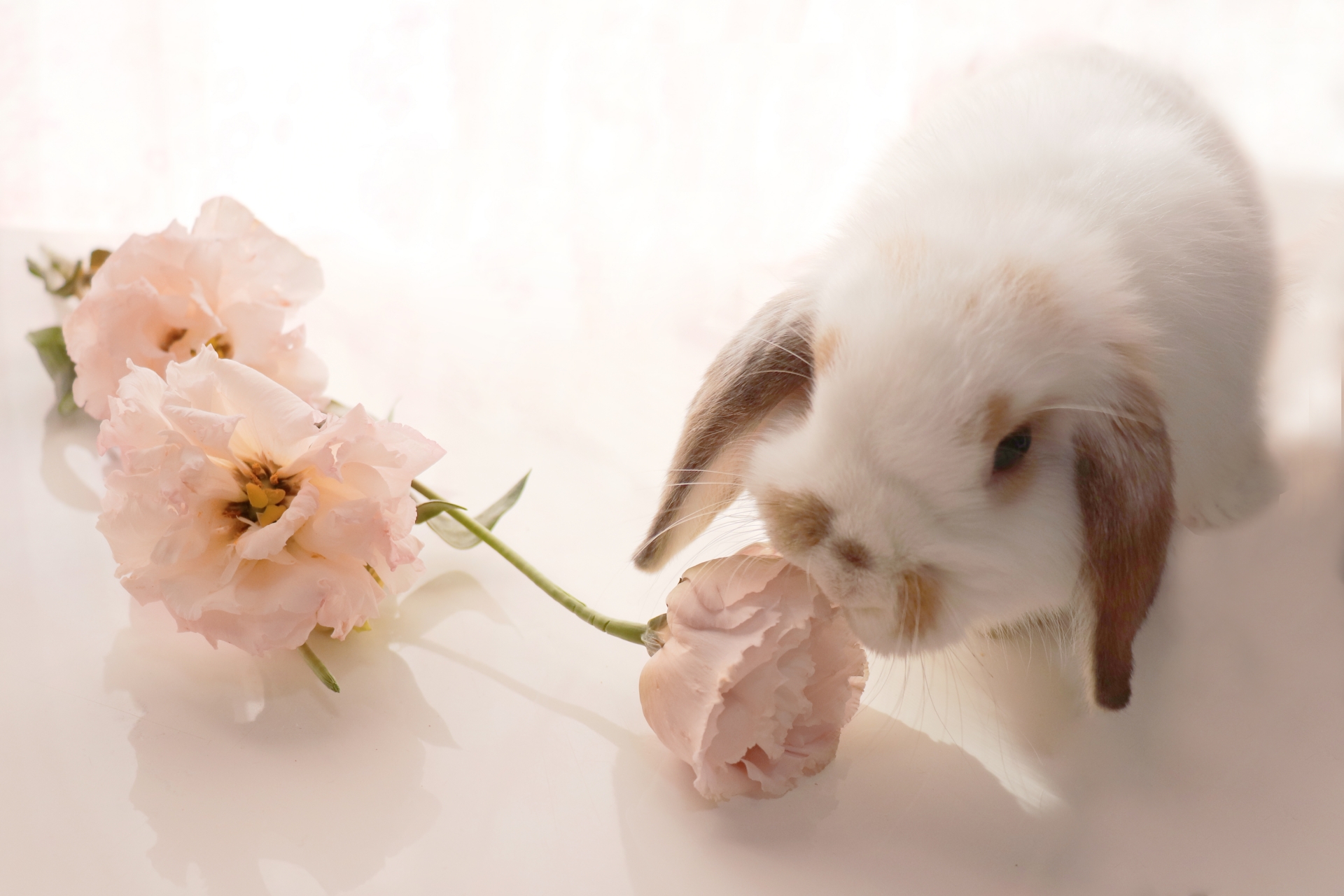 ペット火葬におすすめの花【意味と選ばれる理由】