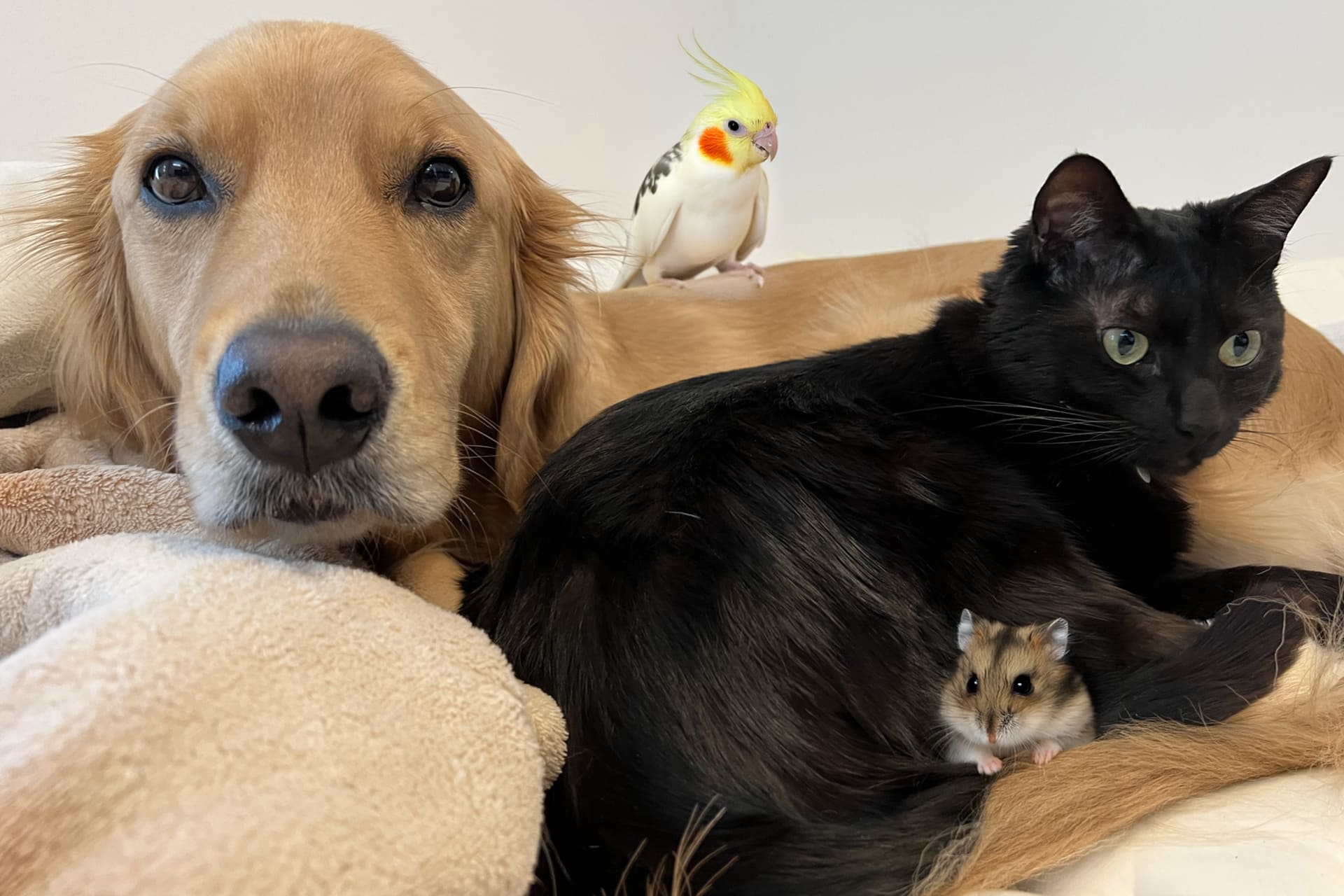 【体重・種類別】火葬にかかる時間の詳細目安