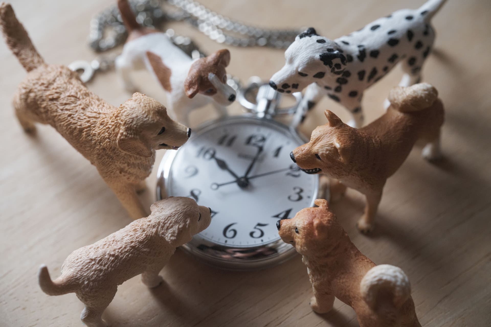 ペット火葬の時間はどれくらい?体重別の時間目安など解説